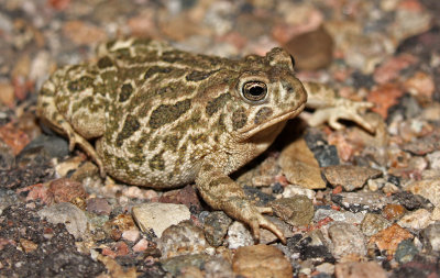 Great Plains Toad 2015-07-04
