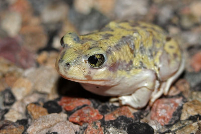 Couch's Spadefoot 2015-07-11