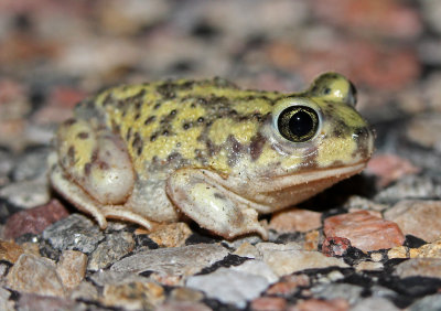 Couch's Spadefoot 2015-07-12