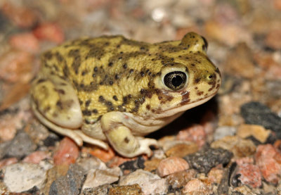 Couch's Spadefoot 2015-07-12