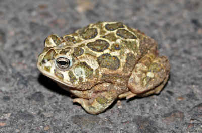 Great Plains Toad 2015-07-11