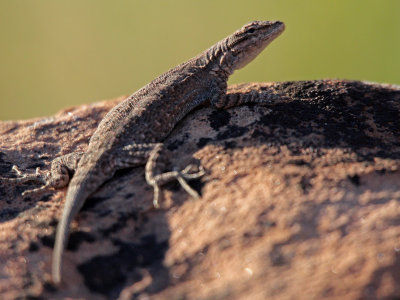 Plateau Side-blotched Lizard 2015-07-19