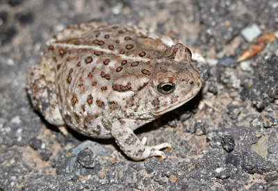 Woodhouse's Toad 2015-07-20