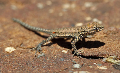 Plateau Side-blotched Lizard 2015-07-20