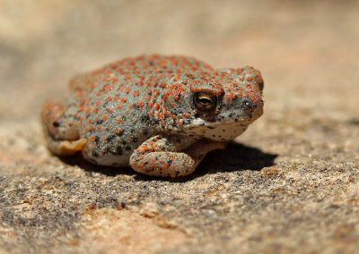 Red-spotted Toad 2015-07-20