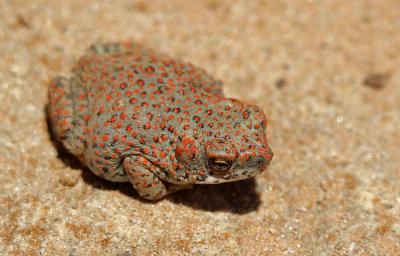 Red-spotted Toad 2015-07-20