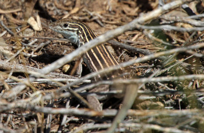 Plateau Striped Whiptail 2015-07-21