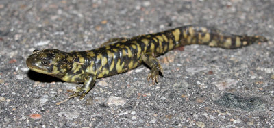 Barred Tiger Salamander 2015-08-14