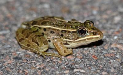 Northern Leopard Frog 2015-08-02