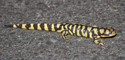 Barred Tiger Salamander 2015-08-17