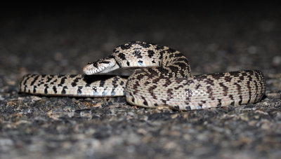 Great Basin Gopher Snake 2015-10-06
