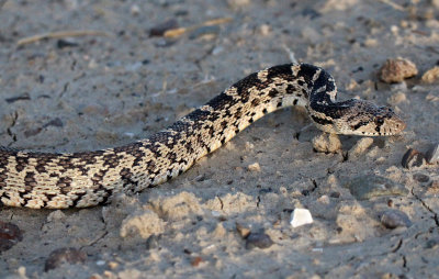 Great Basin Gopher Snake 2015-10-06