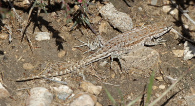 Side-blotched Lizard 2015-10-06