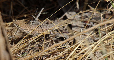 Side-blotched Lizard 2015-10-06
