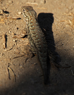 Coast Range Fence Lizard 2015-10-13