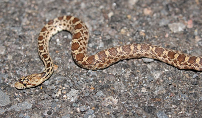 Sonoran Gopher Snake 2015-10-14
