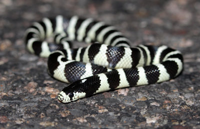 California Kingsnake 2015-10-14