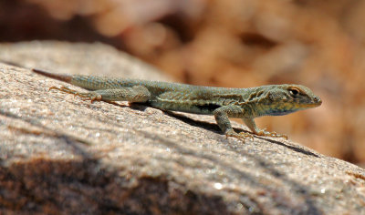 Plateau Side-blotched Lizard 2015-05-31