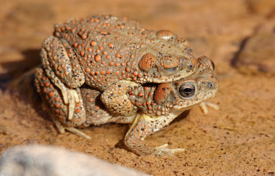 Red-spotted Toad 2015-05-31