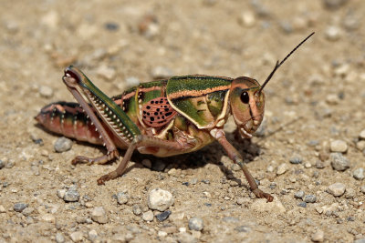 Grasshopper 2015-07-12