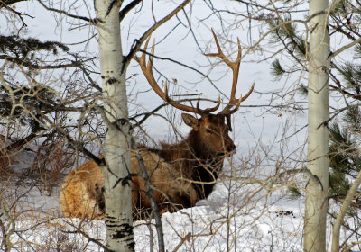 Elk 2016-02-06