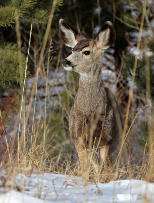 Mule Deer 2016-02-06