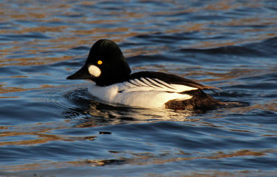 Common Goldeneye 2016-02-06