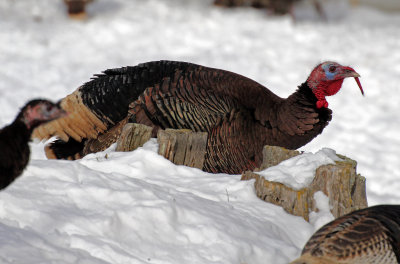 Wild Turkey 2016-02-06