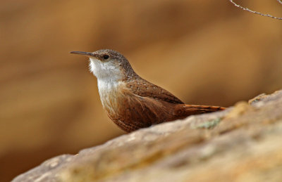 Canyon Wren 2016-02-29