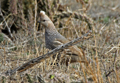 Scaled Quail 2016-02-29