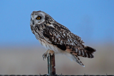 Short-eared Owl 2016-02-29