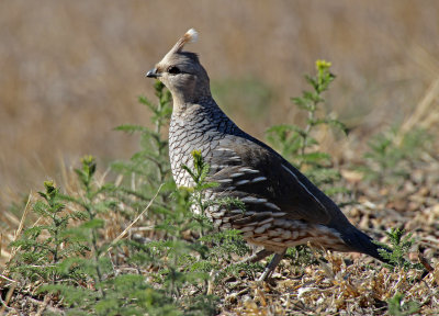 Scaled Quail 2016-04-03