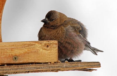 Brown-capped Rosy-Finch 2016-04-17