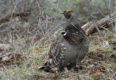 Dusky Grouse 2016-04-19