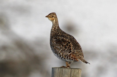 Sharp-tailed Grouse 2016-04-19