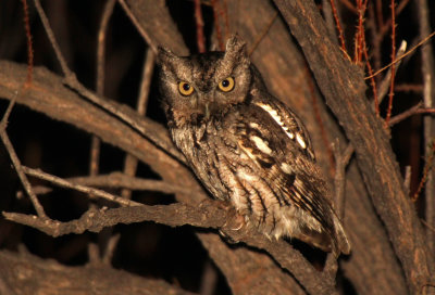 Eastern Screech-Owl 2016-04-21