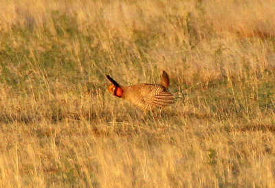 Lesser Prairie-Chicken 2016-04-21