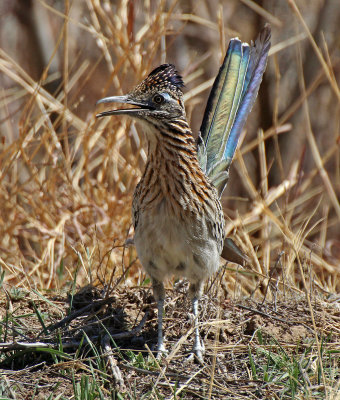 Greater Roadrunner 2016-04-03