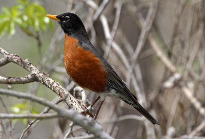 American Robin 2016-05-08