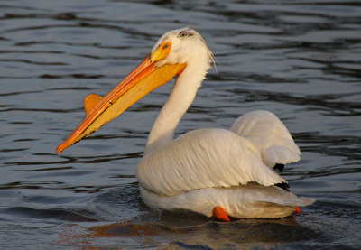 American White Pelican 2016-05-05