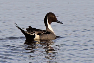 Northern Pintail 2016-05-05