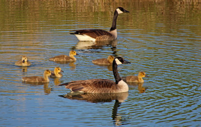 Canada Goose 2016-05-18