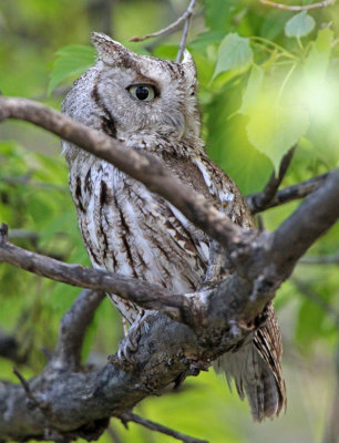 Eastern Screech-Owl 2016-05-18