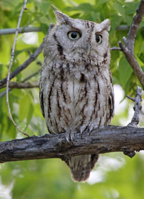 Eastern Screech-Owl 2016-05-18