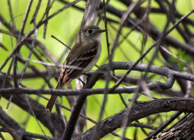 Willow Flycatcher 2016-05-29