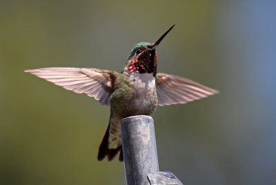 Broad-tailed Hummingbird 2016-05-22