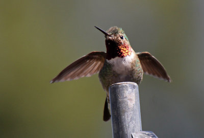 Broad-tailed Hummingbird 2016-05-22
