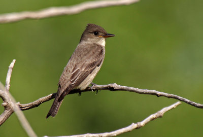 Olive-sided Flycatcher 2016-05-29