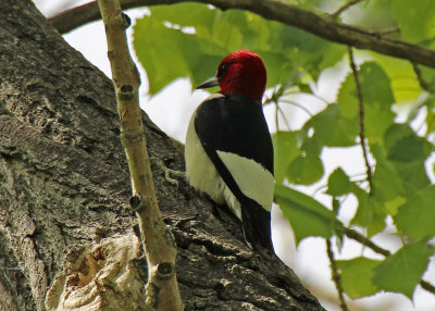 Red-headed Woodpecker 2016-05-21