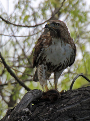 Red-tailed Hawk 2016-05-21